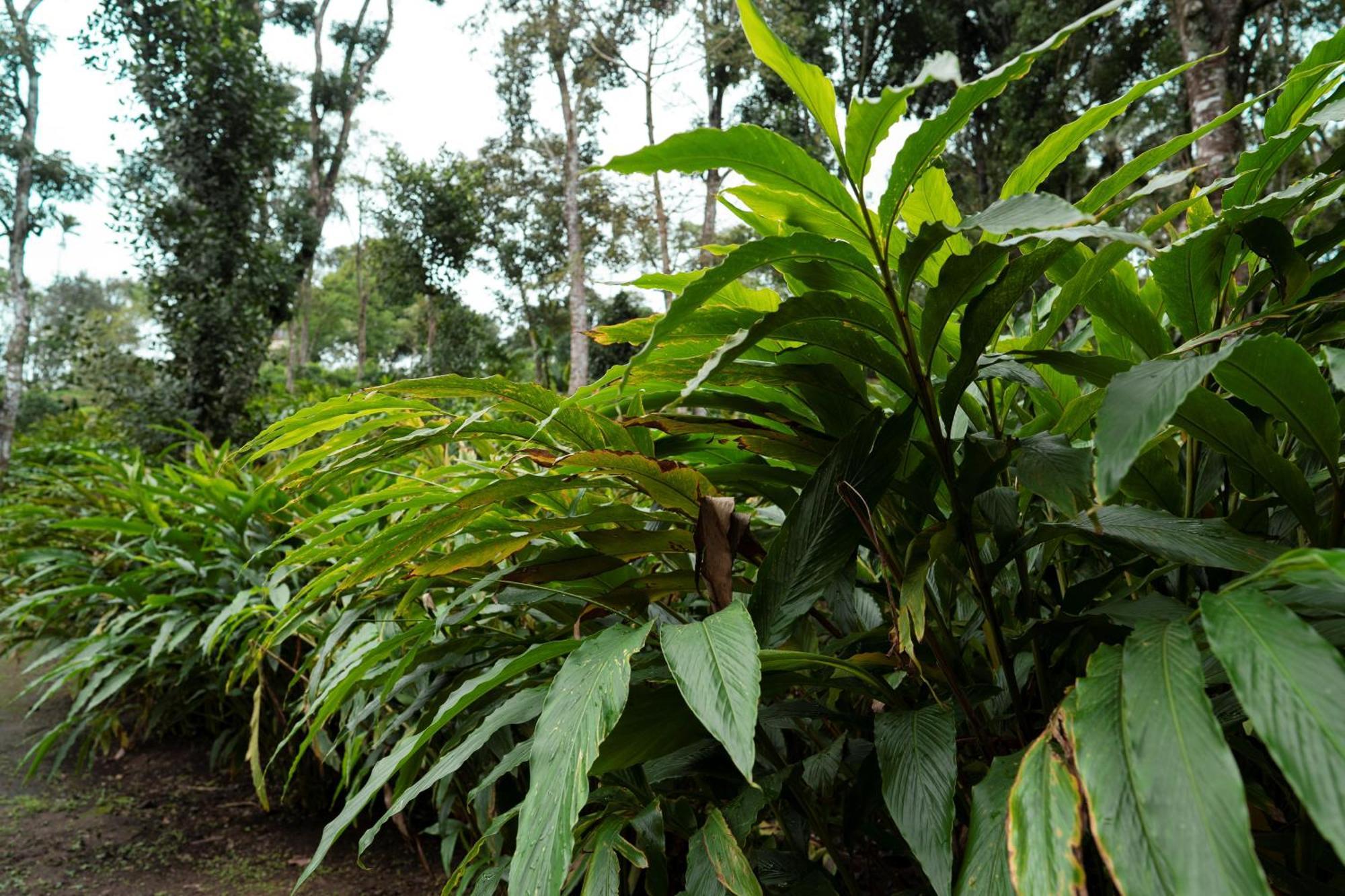 Carmelia Haven Resort Thekkady Buitenkant foto